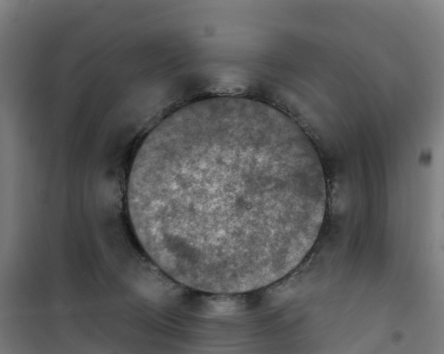 X0000100360370200807031843