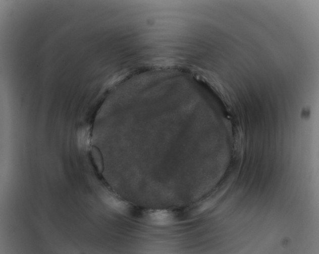 X0000100360383200807031844