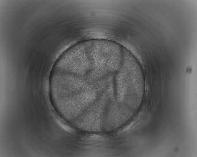 X0000100360390200807031843