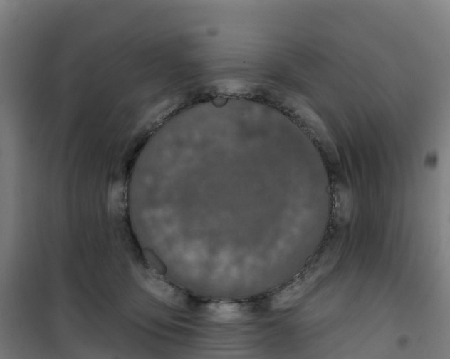 X0000100360419200807031842