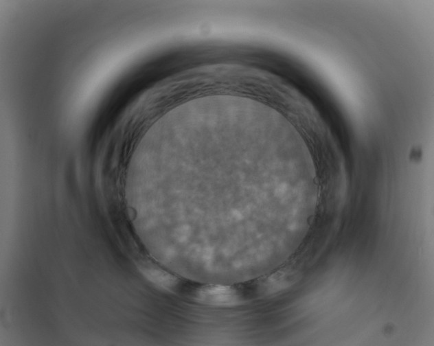 X0000100360431200807031842
