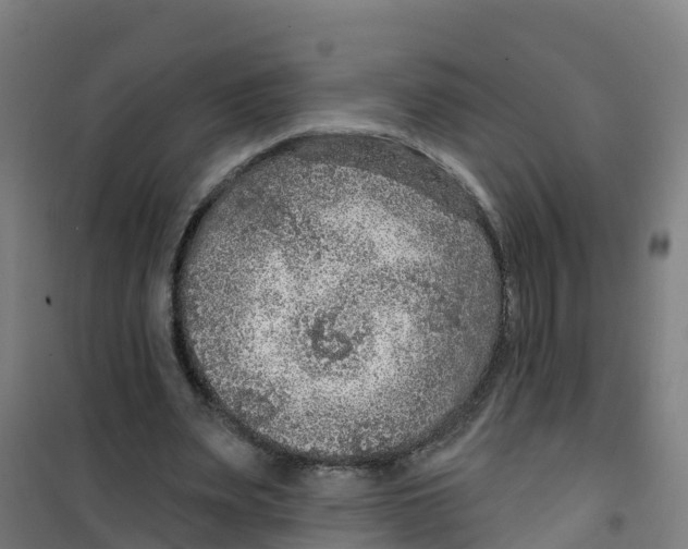 X0000100360487200807031841