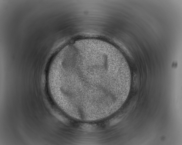 X0000100360494200807031841