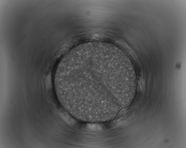 X0000100360520200807031841