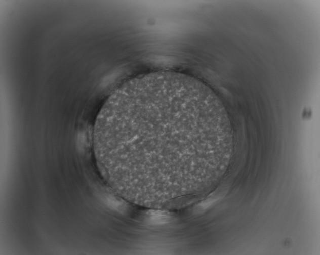 X0000100360528200807031841