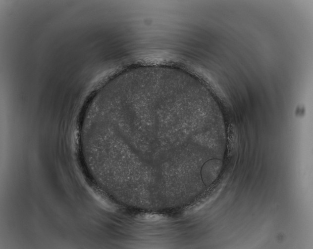 X0000100360590200807031840