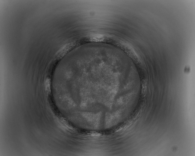 X0000100360598200807031839