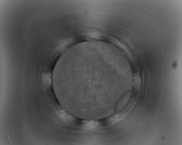 X0000100360621200807031839
