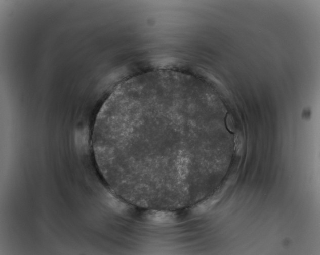 X0000100360670200807031839
