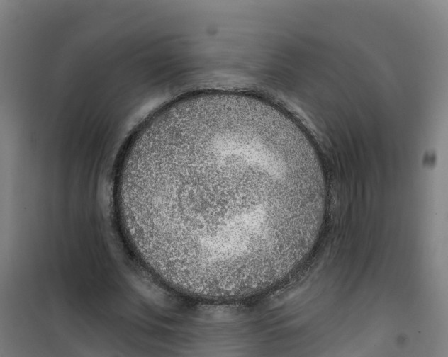 X0000100360679200807031838