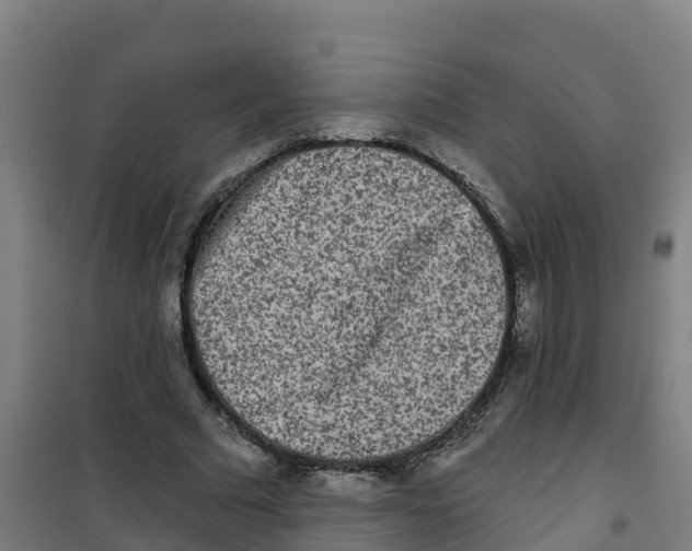 X0000100360681200807031838