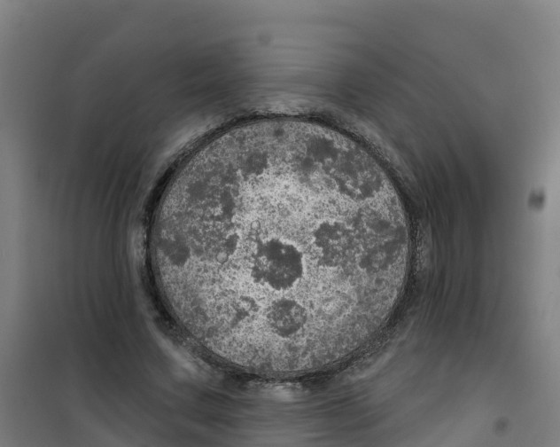 X0000100360683200807031838