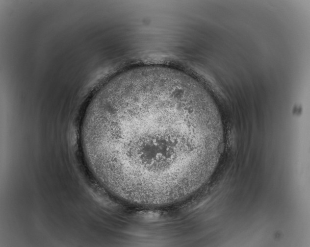 X0000100360687200807031838