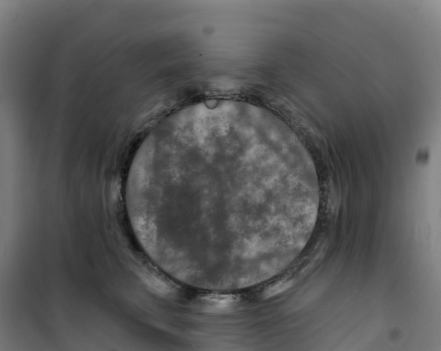 X0000100360711200807031838
