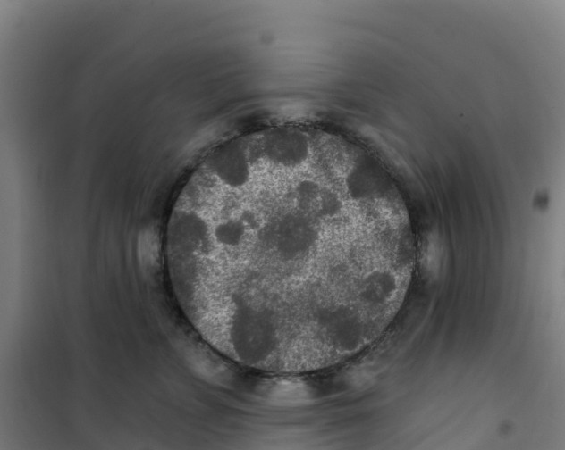 X0000100360715200807031838