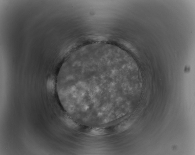 X0000100360720200807031838
