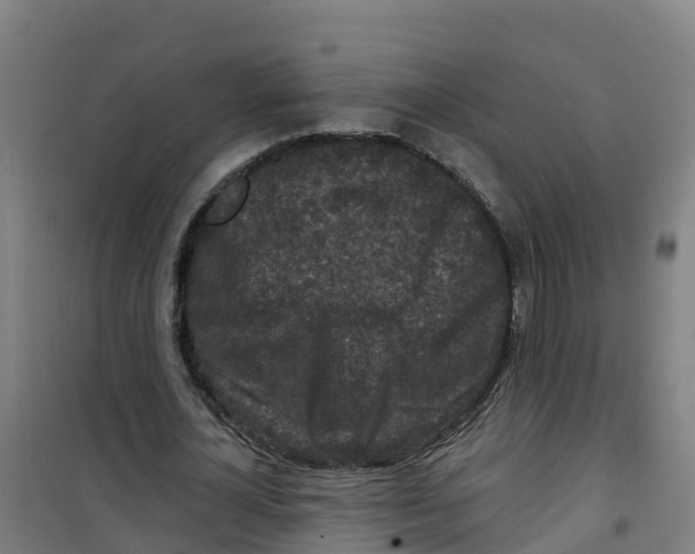 X0000100360724200807031837