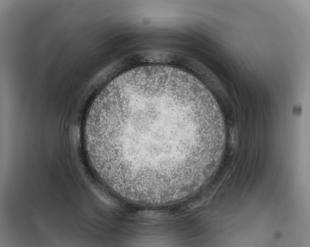 X0000100360733200807031837