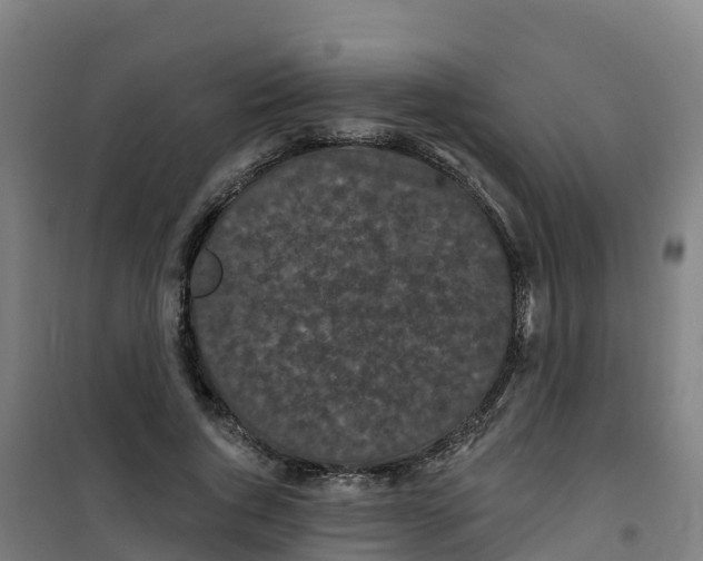 X0000100360736200807031837