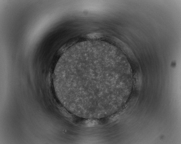 X0000100360762200807031838
