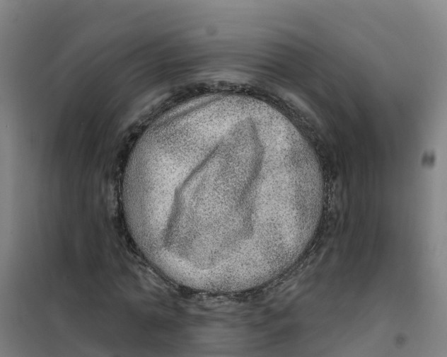 X0000100360774200807031837