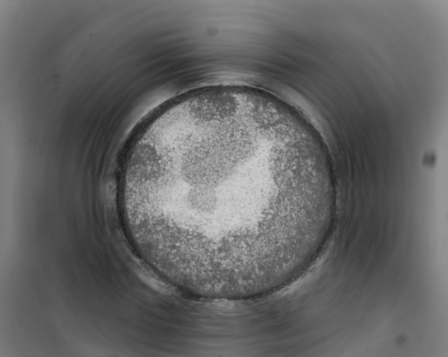 X0000100360827200807031836