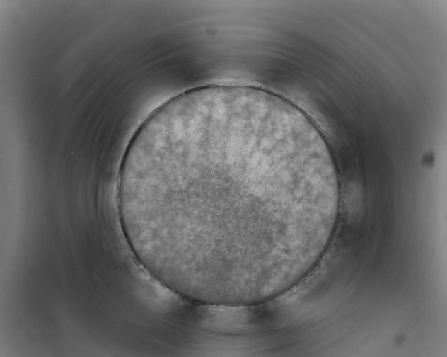 X0000100360856200807031836