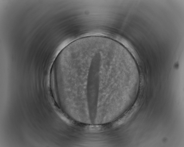 X0000100360858200807031836