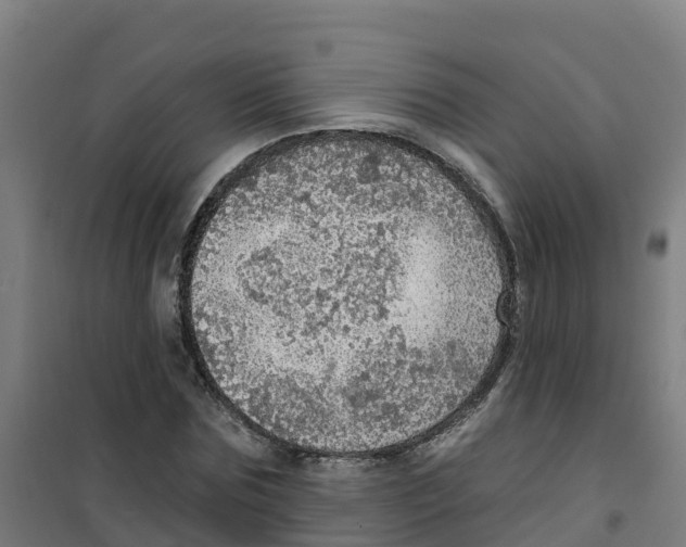 X0000100360875200807031835