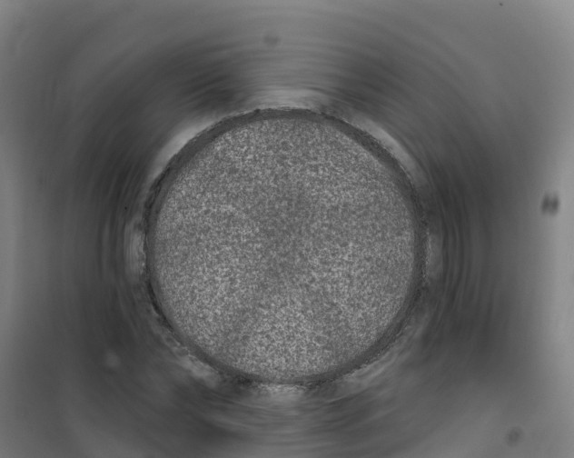X0000100360878200807031835