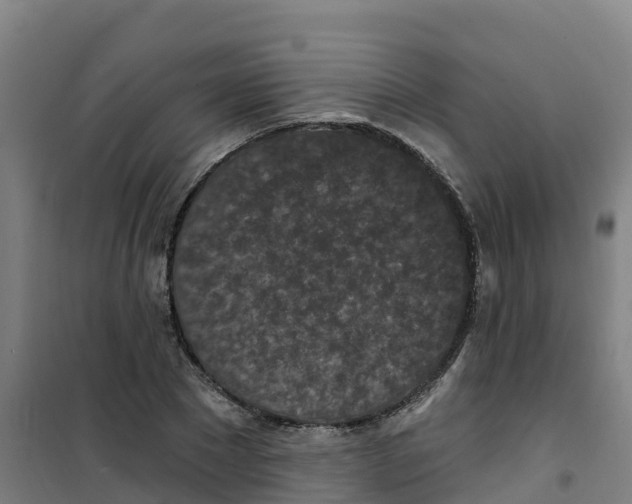 X0000100360881200807031835