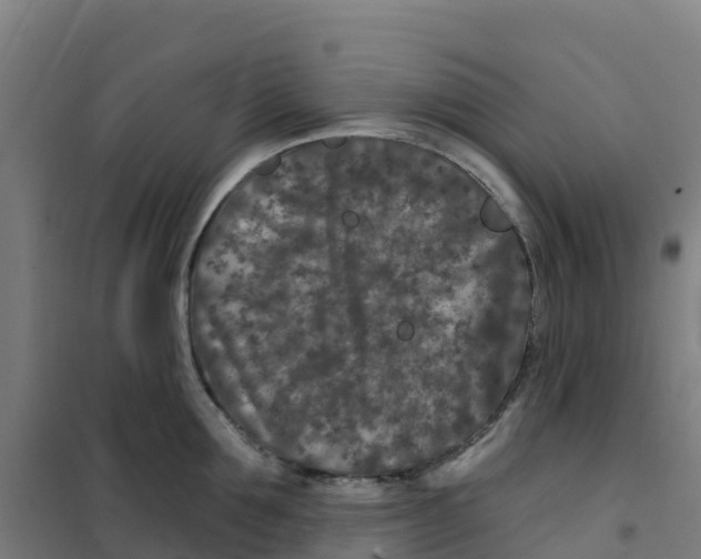 X0000100360907200807031835