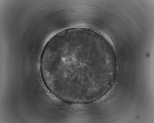 X0000100360944200807031835