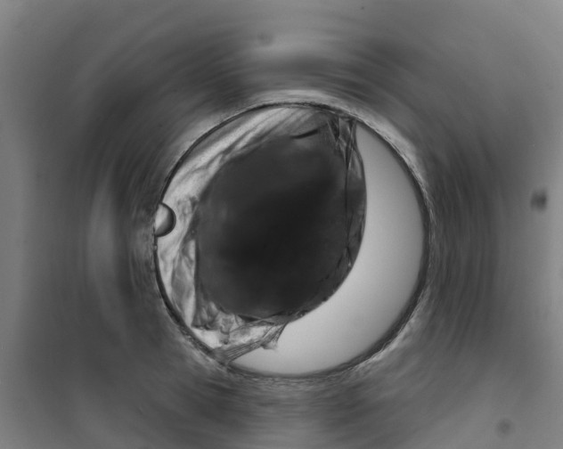 X0000100360945200807031835