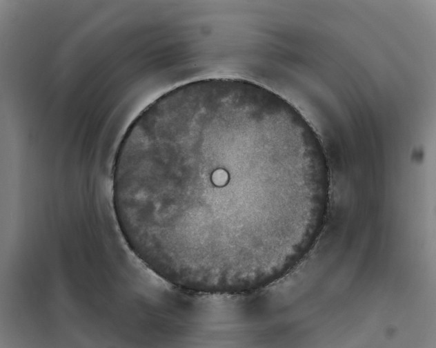 X0000100360950200807031835