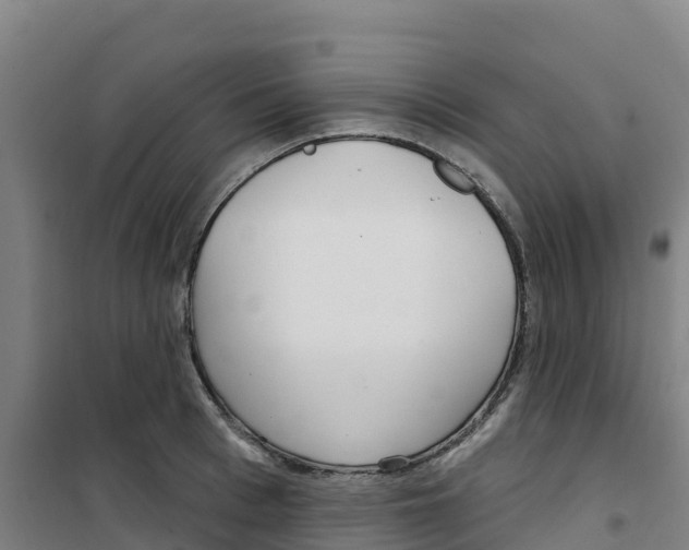 X0000100360993200807031834