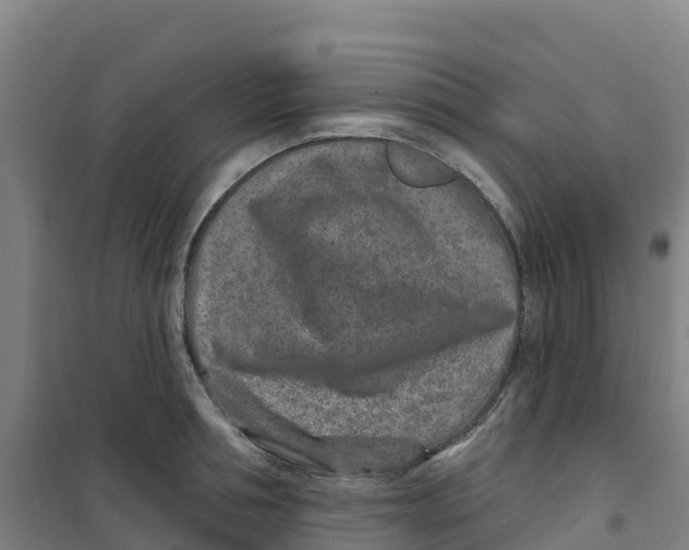 X0000100360994200807031834