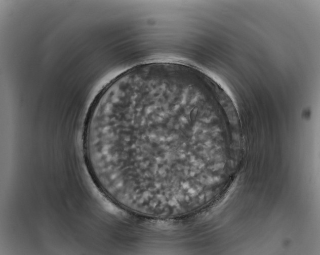 X0000100360995200807031834