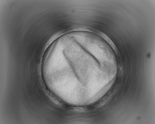 X0000100361002200807031833
