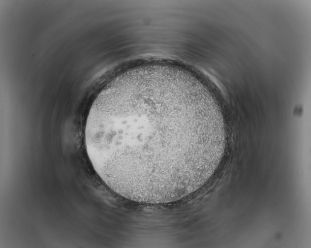 X0000100361015200807031833