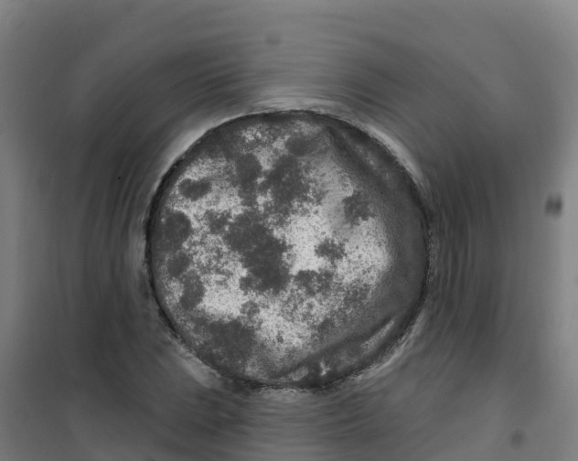 X0000100361023200807031833