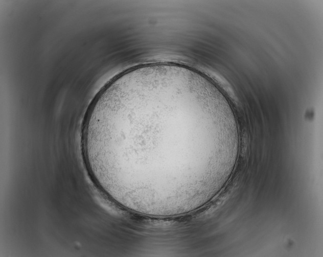 X0000100361039200807031833