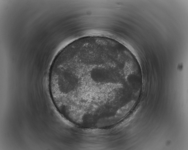 X0000100361045200807031833