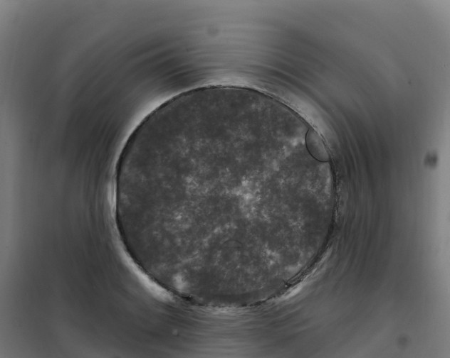 X0000100361084200807031832