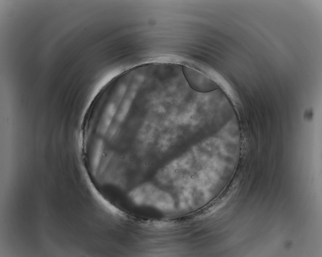 X0000100361095200807031832