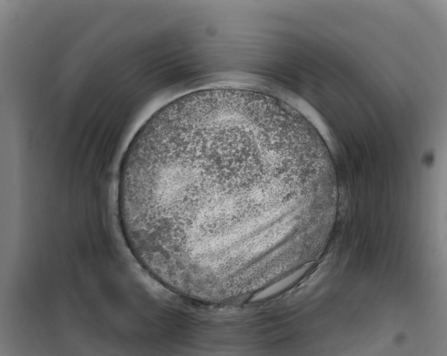 X0000100361099200807031832