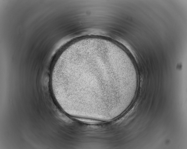 X0000100361115200807031831