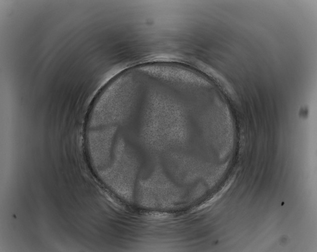 X0000100361170200807031831