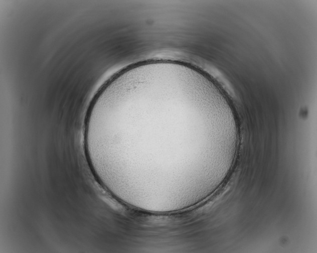 X0000100361232200807031830