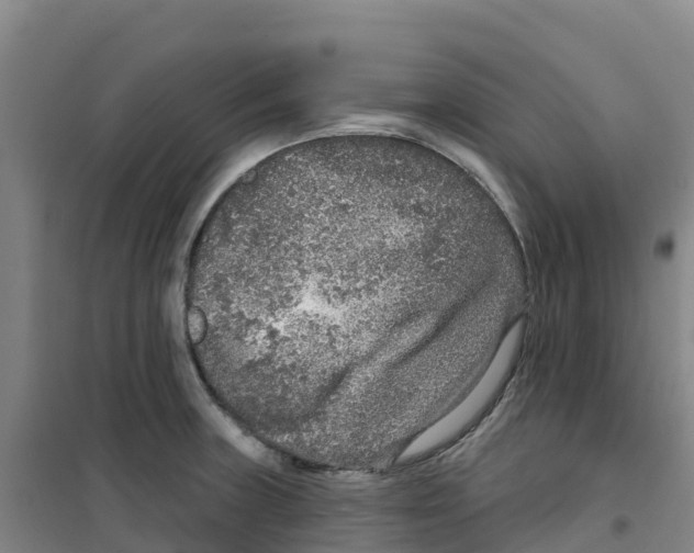 X0000100361235200807031830